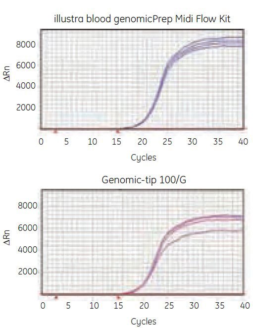 Real-time PCR amplification from genomic DNA extracted from 5 mL human whole blood using illustra genomicPrep Blood Midi Flow Kit and Genomic-tip 100/G from Qiagen. Genomic DNA was isolated according to manufacturers’ instructions. One hundred ng of genomic DNA was used as template. Chromosome 2 forward and reverse primers were used. Real-time PCR amplification from genomic DNA extracted from 5 mL human whole blood