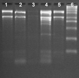 Spectrum™ Plant Total RNA Kit Total RNA Isolation from different tissues of Brinjal using the Spectrum™ Total RNA kit
