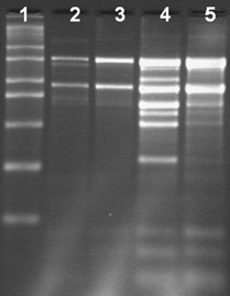 Spectrum™ Plant Total RNA Kit Total RNA Isolation from different tissue types of chilli using the Spectrum™ Total RNA kit
