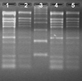 Spectrum™ Plant Total RNA Kit Total RNA Isolation from different ages of cotton leaves using the Spectrum™ Total RNA kit