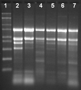 Spectrum™ Plant Total RNA Kit Total RNA Isolation from different tissue types of maize using the Spectrum™ Total RNA kit