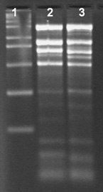 Spectrum™ Plant Total RNA Kit Effect of Storage on RNA quality - Total RNA Isolation from rice and cotton using the Spectrum™ Total RNA kit