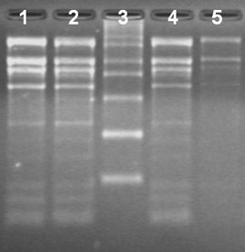 Spectrum™ Plant Total RNA Kit Total RNA Isolation from different ages of rice leaves using the Spectrum™ Total RNA kit