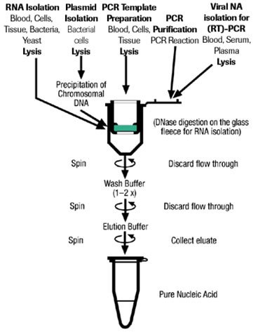 Rna Binding Column High Pure Technology & Silica Adsorption Kits
