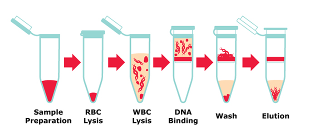 Steps for DNA Extraction From Blood Microcentrifuge tubes showing workflow steps for extracting DNA from whole blood starting from sample prep through elution
