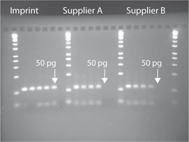 The Imprint® DNA Modification Kit provides better sensitivity than kits from other suppliers. Bisulfite modification was performed on decreasing concentrations of human genomic DNA using Imprint® DNA Modification Kit (Product No. MOD50) and kits from two other suppliers. Methylation-specific PCR (MSP) was then performed on all samples using ß-actin gene-specific primers (109 bp amplicon). For all suppliers lanes from left to right are 100 ng, 10 ng, 1 ng, 100 pg, 50 pg, and no sample, respectively. Suppliers C and D (not shown) have no product at 50 pg. These results demonstrate the superior sensitivity of the Imprint® kit relative to other suppliers' kits. Superior Sensitivity. Bisulfite modification was performed on decreasing concentrations of human genomic DNA using Imprint (Cat. No. MOD50) and kits from two other suppliers. Methylation-specific PCR (MSP) was then performed on all samples using ß-actin gene-specific primers (109 bp amplicon). For all suppliers lanes from left to right are 100 ng, 10 ng, 1 ng, 100 pg, 50 pg, and no sample, respectively. Suppliers C and D (not shown) have no product at 50 pg. These results demonstrate the superior sensitivity of the Imprint kit relative to other suppliers.
