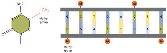 A methyl group addition to the cytosine carbon 5 in cytosine-phosphate-guanine (CpG) and other nucleotide sequences inhibits the binding of transcription factors to promoters. DNA methylation