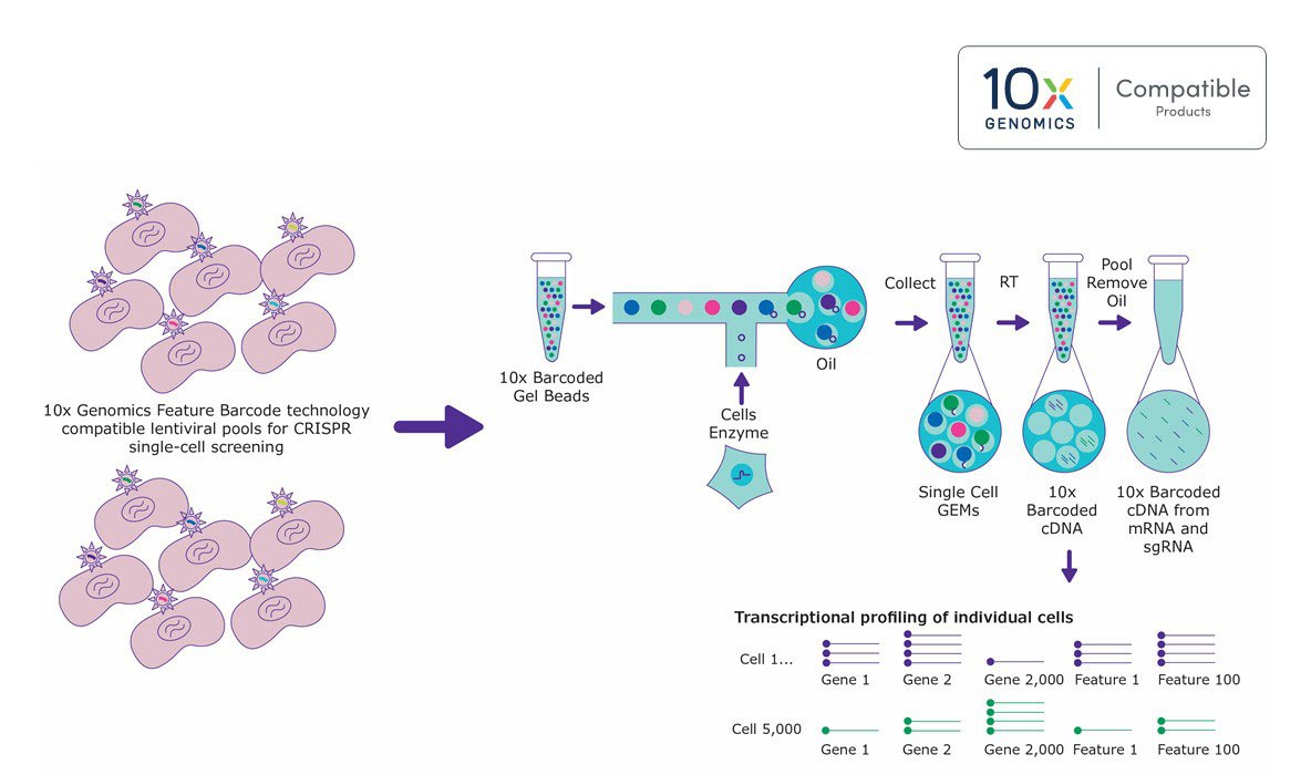 We recommend creating custom pools so that when running the 10x Single Cell CRISPR assay, 100-200 cells are recovered for each targeting guide and 500-1000 cells are recovered that contain a non-targeting guide. For example, a user that wishes to target 10,000 cells recovered, we recommend that 10% of the guide pool is made up of non-targeting guide(s), while the remaining 90% is targeting guides. For the targeting guides in this example we would recommend that each targeting guide represent >=2% of the overall guide pool. The more cells that are run, the smaller the percentage of the pool is needed to be non-targeting guide(s). Pooled CRISPR Screening with 10x Genomics Compatibility