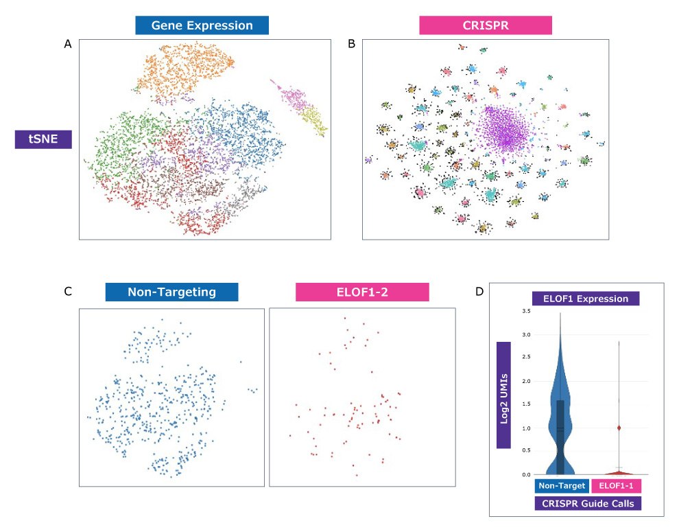 Whole transcriptome readouts using CRISPR with single cell analysis. New, higher-resolution analysis with clustering by both CRISPR guide and transcriptomic profile is possible.