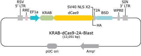 dcas9-vector dCas9 vector