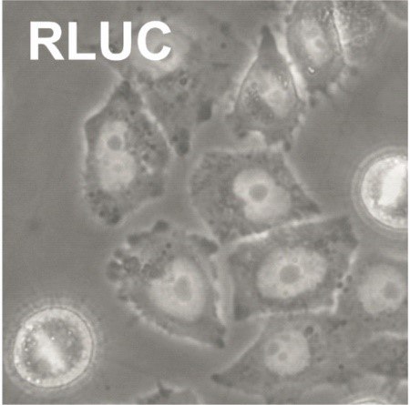 RLUC RLUC