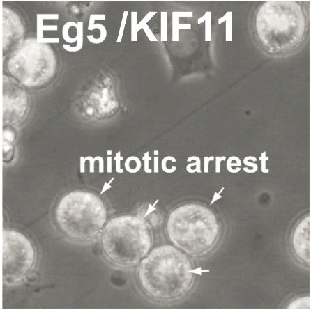 mitotic arrest mitotic arrest