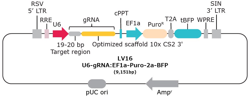 LV16 10x single cell compatible gRNA vector with capture sequence