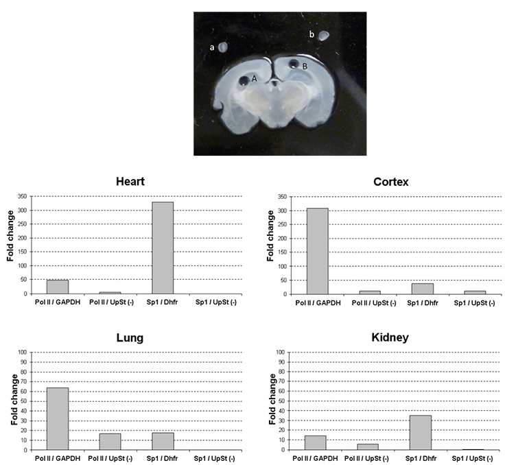 Chromatin Immunoprecipitation (ChIP) Assay ChIP with tissue samples