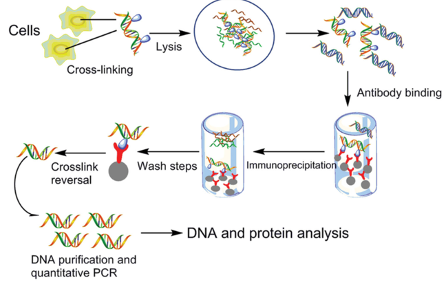 Chromatin Immunoprecipitation (ChIP) Assay ChIP procedure workflow