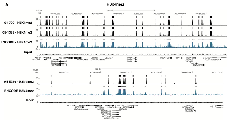 Chromatin Immunoprecipitation (ChIP) Assay ChIP-Seq Analysis