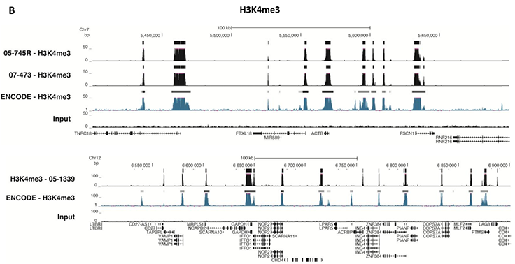 Chromatin Immunoprecipitation (ChIP) Assay ChIP-Seq Analysis
