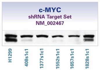 c-MYC Target Set c-MYC shRNA Target Set