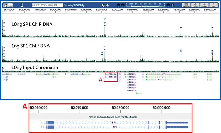 Chromatin Immunoprecipitation (ChIP) Assay Effective ChIP and reliable next-generation sequencing library construction from limited amounts of DNA