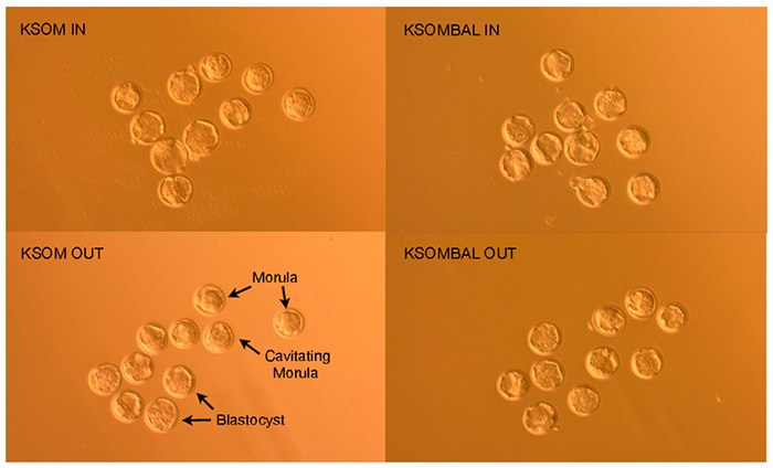 embryos FVB/N embryos 96 hours post-hCG induction of ovulation demonstrate morula, cavitating morula and blastocyst developmental stages.