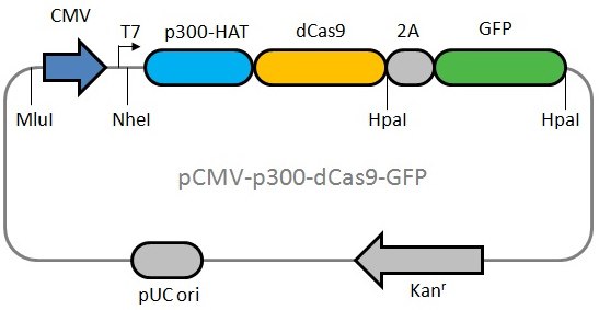 dCas9p300 fusion protein dCas9p300 fusion protein