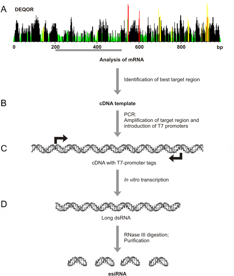 MISSION<sup>®</sup> esiRNA Specifications Manufacturing overview of esiRNA for single genes