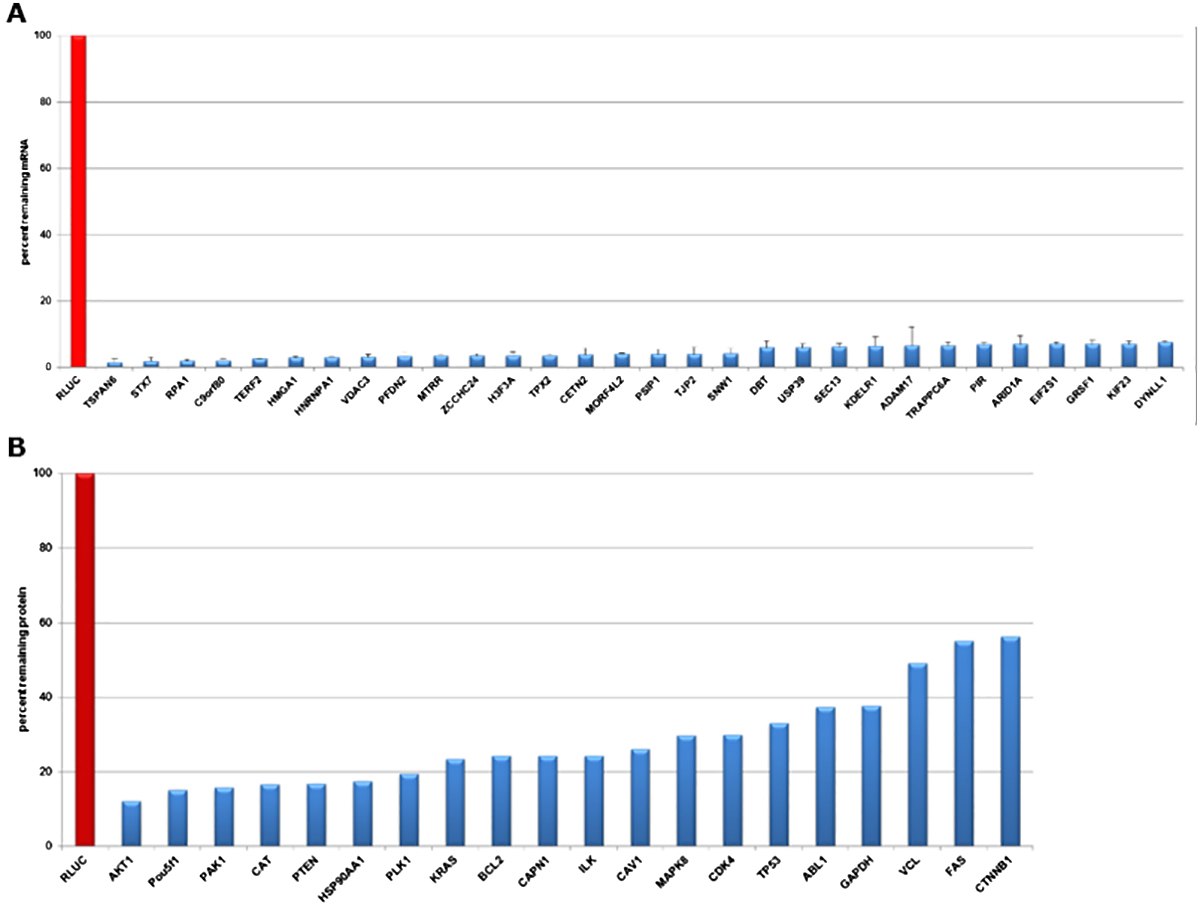 MISSION<sup>®</sup> esiRNA Specifications Evaluation of gene knockdown in HeLa cells transfected with esiRNA directed against Renilla Luciferase (negative control) and different expressed targets at mRNA and protein levels