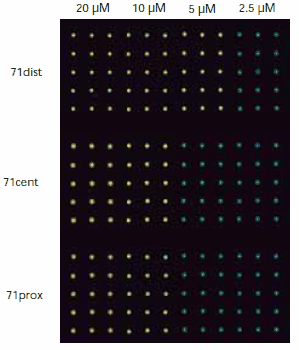 Fluorescence image measured with a confocal microscope. The spot-to-spot distance is 500 μM. Fluorescence image measured with a confocal microscope. The spot-to-spot distance is 500 μM