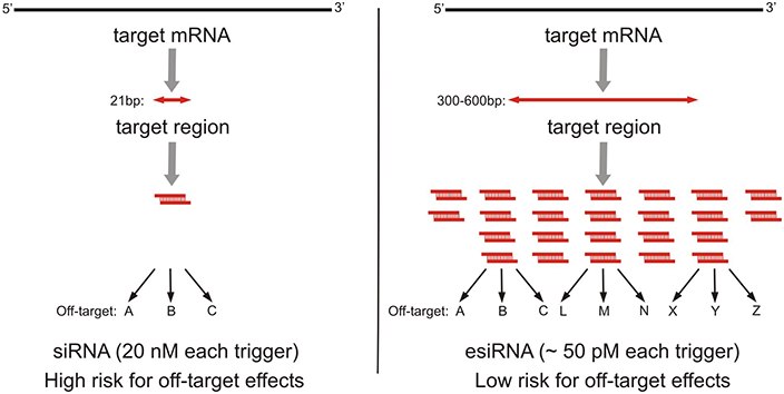 MISSION<sup>®</sup> esiRNA Specifications Knockdown of target mRNA can be accomplished by chemically-synthesized siRNA or enzymatically-prepared siRNA (esiRNA)