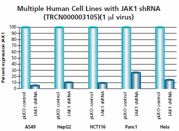 Examination of Efficacy, Specificity, and Efficiency of an shRNA Lentiviral Library One clone of the Human Janus Kinase 1 (JAK1, NM_002227) MISSION shRNA