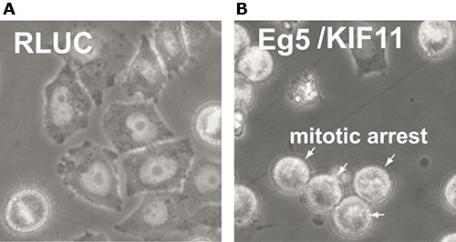 MISSION<sup>®</sup> esiRNA Specifications Phenotypic analysis of HeLa cells transfected with esiRNA against A) RLUC (negative control) and B) Eg5/KIF11 (positive control)