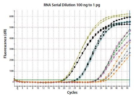 Total RNA was diluted through 100-fold and reverse transcribed using two-step random priming; two independent RT reactions were performed. β-actin was detected in duplicate qPCRs for each RT reaction. The RT is reproducible, but cDNA yield is not proportional to input RNA concentration. Therefore, if the experimental restraints require that a variable concentration of RNA is included in the RT, it is critical to verify that the protocol and reagent combination result in a linear response. Total RNA was diluted through 100-fold and reverse transcribed using two-step random priming; two independent RT reactions were performed. β-actin was detected in duplicate qPCRs for each RT reaction.
