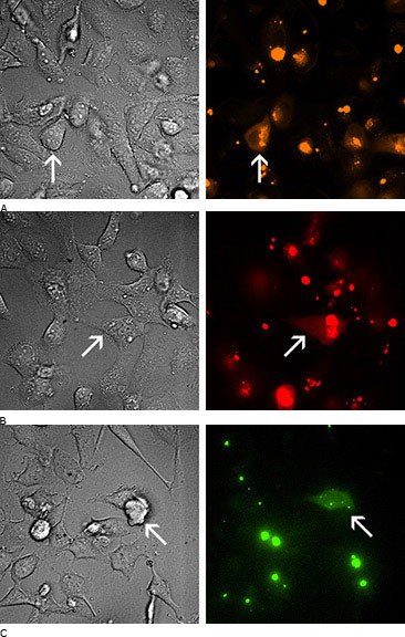 Microscopic images of treatment cell Microscopic images of treatment cells.