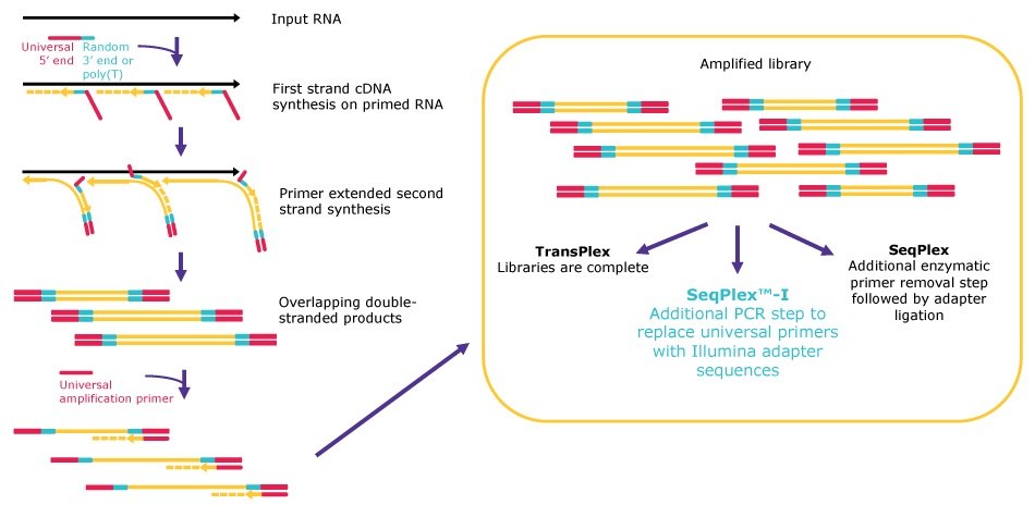 Whole transcriptome amplification workflows SeqPlex™-I WTA kit workflow.