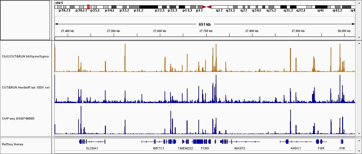 Sequence results of ChIC/CUT&RUN assay (CTCF) Sequence results of ChIC/CUT&RUN assay