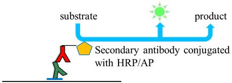 Chemiluminescence detection of proteins on membrane Chemiluminescence detection of proteins on membrane