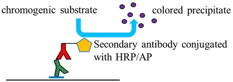 Colorimetric detection of proteins on membrane Colorimetric detection of proteins on membrane