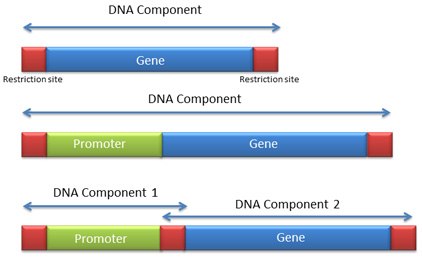 What is a DNA Component? DNA Component