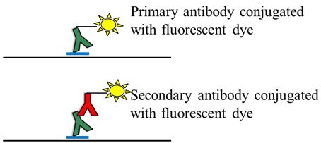 Fluorescence detection of proteins on membrane Fluorescence detection of proteins on membrane