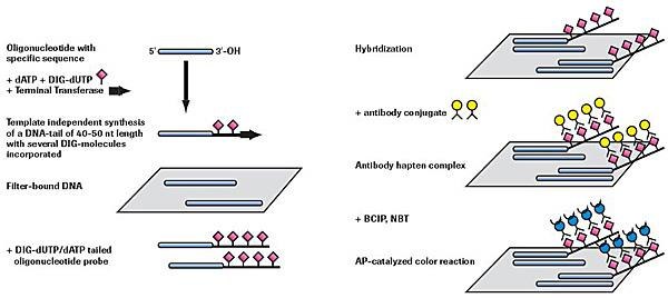 nonradioactive-oligonucleotide Nonradioactive oligonucleotide tailing and detection
