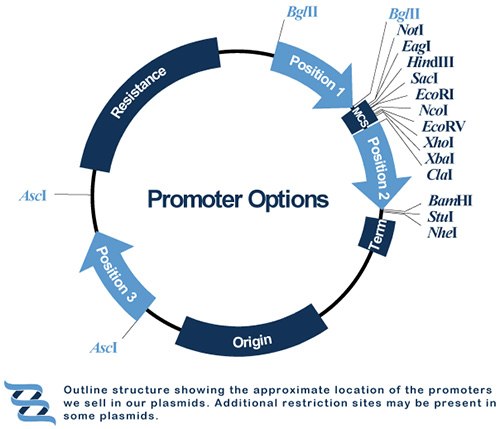 What is a DNA Component? Promoters
