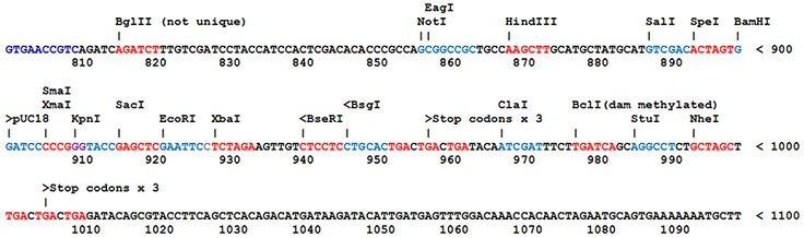 What is a DNA Component? Most SnapFast plasmids