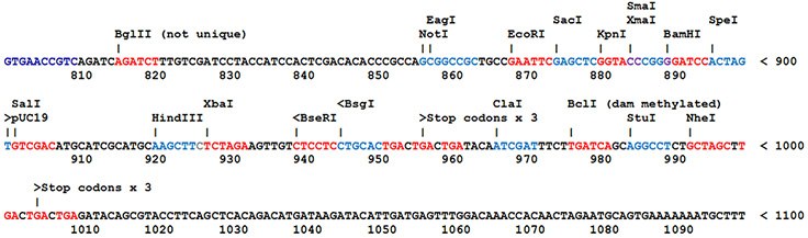 What is a DNA Component? Most SnapFast plasmids