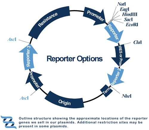 What is a DNA Component? Reporter Genes