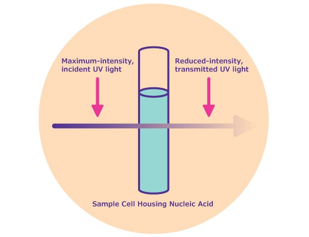 Absorbance in a spectrophotometer. A vertical cylindrical container is shown with two arrows indicating light passing through it: one arrow labeled ‘Maximum-intensity, incident UV light’ pointing downwards towards the top of the container, and another labeled ‘Reduced-intensity, transmitted UV light’ pointing away from the bottom of the container to the right side. The process demonstrates how incident UV light is reduced in intensity after passing through a nucleic acid sample.