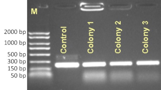 Colony PCR of a 1 kbp insert was performed using REDExtract-N-Amp™ PCR ReadyMix™ and analyzed on a 1% agarose gel. Products were detected from all transformed cells containing pET28a(+) with inserts (samples 3-10), while no product was amplified from cells transformed with pET28a(+) empty vector (samples 1-2).