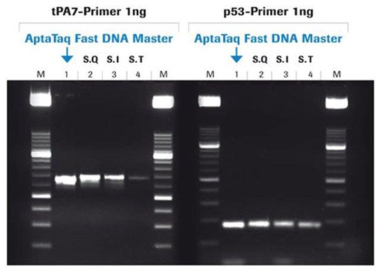 aptataq PCR Amplification with AptaTaq™ Fast PCR Master