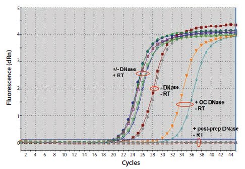 comparison-of-on-column-dnase Comparison of on-column DNase digestion (OC) with post-preparation DNase digestion