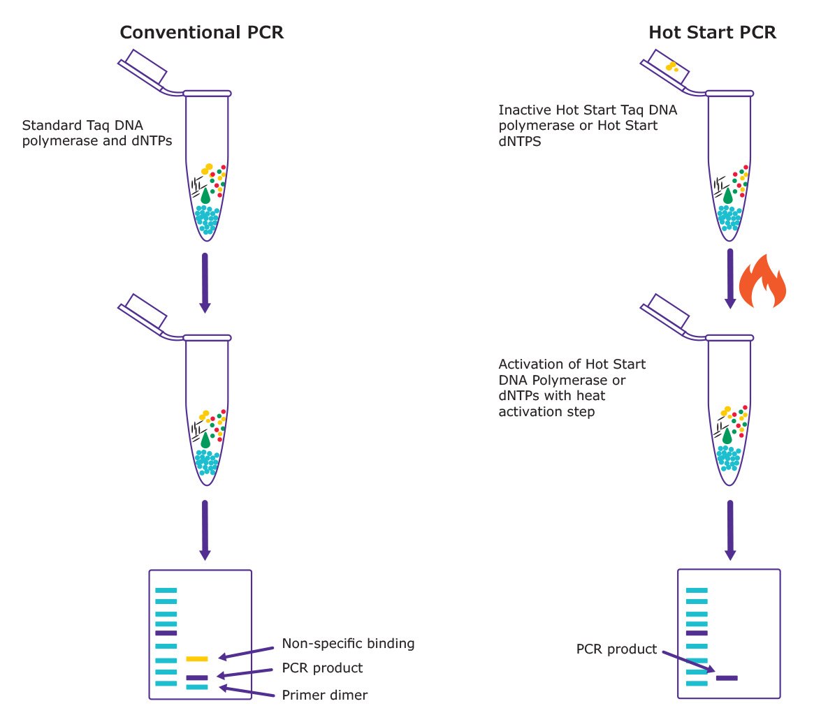 2019 - 24581 - Hot Start PCR_2 Hot Start PCR Workflow