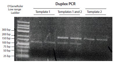 An example of conventional PCR products resolved through an agarose gel stained with ethidium bromide. A duplex PCR was run to detect 2 targets simultaneously, each differing in size. Both fragments can be seen as distinct bands (image courtesy of Marion Grieβl). An example of conventional PCR products resolved through an agarose gel stained with ethidium bromide. A duplex PCR was run to detect 2 targets simultaneously, each differing in size. Both fragments can be seen as distinct bands (image courtesy of Marion Grieβl).